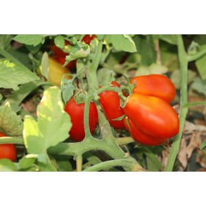 TOMATE Roma (Qualité Premium)