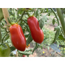 TOMATE San Marzano (Qualité Premium)