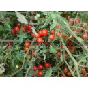 TOMATE Red Currant