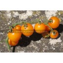 TOMATE Cerise Gold Nugget (Qualité Premium)