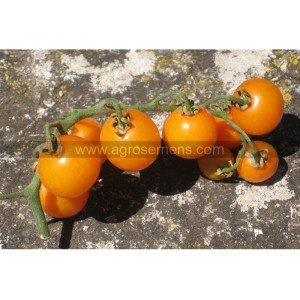 TOMATE Cerise Gold Nugget (Qualité Premium)