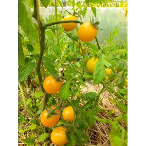 TOMATE Cerise Gold Nugget (Qualité Premium)