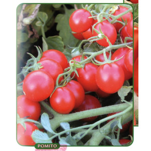 TOMATE Cerise rouge (Qualité Premium)