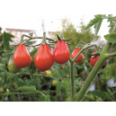 TOMATE Red Pearshaped (Qualité Premium)