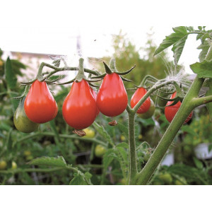 TOMATE Red Pearshaped (Qualité Premium)