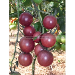 TOMATE Cerise Black Cherry  (Qualité Premium)