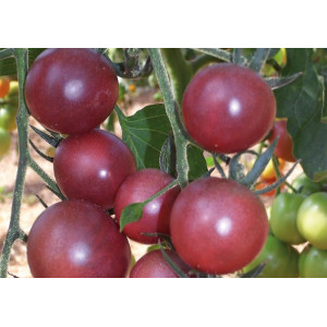 TOMATE Cerise Black Cherry  (Qualité Premium)