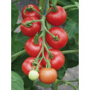 TOMATE Matina (Qualité Premium)