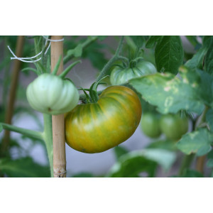 TOMATE Evergreen (Qualité Premium)
