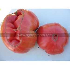 TOMATE 1884  (Qualité Premium)