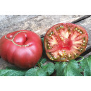 TOMATE Brandywine Joyce (Qualité Premium)