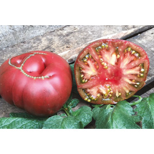 TOMATE Brandywine Joyce (Qualité Premium)