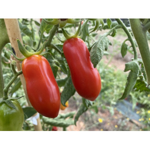 TOMATE San Marzano Trapue (Qualité Premium)