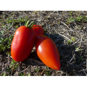 TOMATE San Marzano Trapue (Qualit&eacute; Premium)