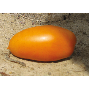 TOMATE Orange Banana (Qualité Premium)
