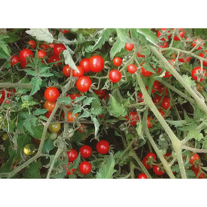TOMATE Red Currant (Qualité Premium)