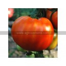 TOMATE ANCIENNE Joie de la table (Qualité Premium)