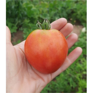 TOMATE Cœur de Bœuf Sweet Heart (Petit Cœur de Bœuf rose) (Qualité Premium)