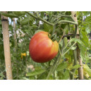 TOMATE Cœur de Bœuf Sweet Heart (Petit Cœur de Bœuf rose) (Qualité Premium)
