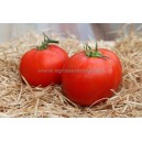 TOMATE Merveille des marchés (Qualité Premium)