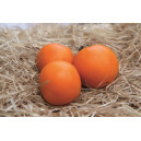 TOMATE Orange Queen (Qualité Premium)