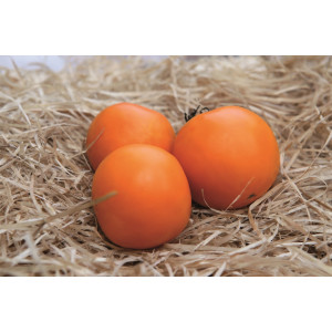 TOMATE Orange Queen (Qualité Premium)