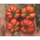 TOMATE Calabash rouge (Qualité Premium)