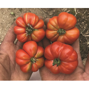 TOMATE Calabash rouge (Qualité Premium)