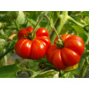 TOMATE Calabash rouge (Qualité Premium)