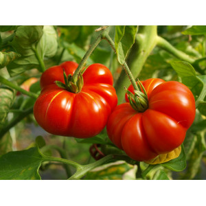 TOMATE Calabash rouge (Qualité Premium)