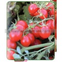 Graine bio TOMATE Cerise Rouge 