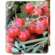 Graine bio TOMATE Cerise Rouge 