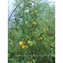 TOMATE Pêche Jaune (Qualité Premium)