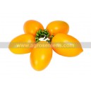 TOMATE Teton de Venus jaune (Qualité Premium)