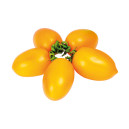 TOMATE Teton de Venus jaune (Qualité Premium)