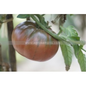 TOMATE Black from Tula (Qualité Premium)