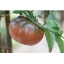 TOMATE Black from Tula (Qualité Premium)
