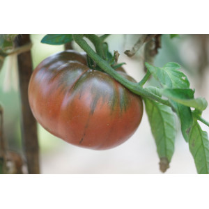 TOMATE Black from Tula (Qualité Premium)