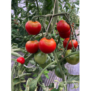 TOMATE ANCIENNE Précoce de quimper (Qualité Premium)