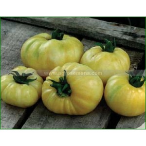 TOMATE Beauté Blanche (Qualité Premium)