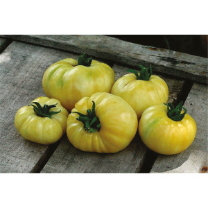 TOMATE Beauté Blanche (Qualité Premium)