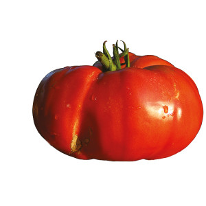 TOMATE Beefsteak (Qualité Premium)