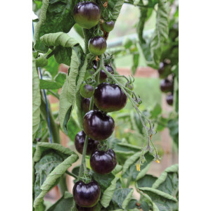 TOMATE Osu blue (Qualité Premium)