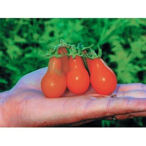TOMATE Red Pearshaped
