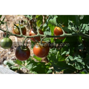 TOMATE Brown Berry (Qualité Premium)