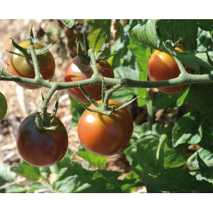 TOMATE Brown Berry (Qualité Premium)