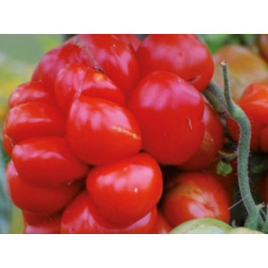 TOMATE Voyage (Qualité Premium)