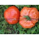 TOMATE Russe rouge (Qualité Premium)