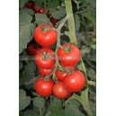 TOMATE Bolstar Granda (Qualité Premium)