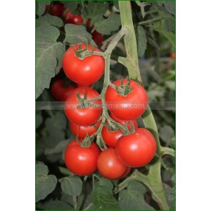 TOMATE Bolstar Granda (Qualité Premium)